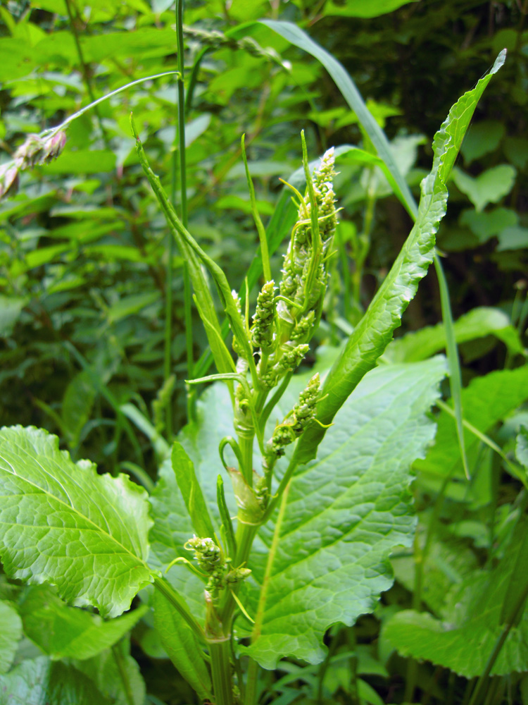 Изображение особи Rumex obtusifolius.