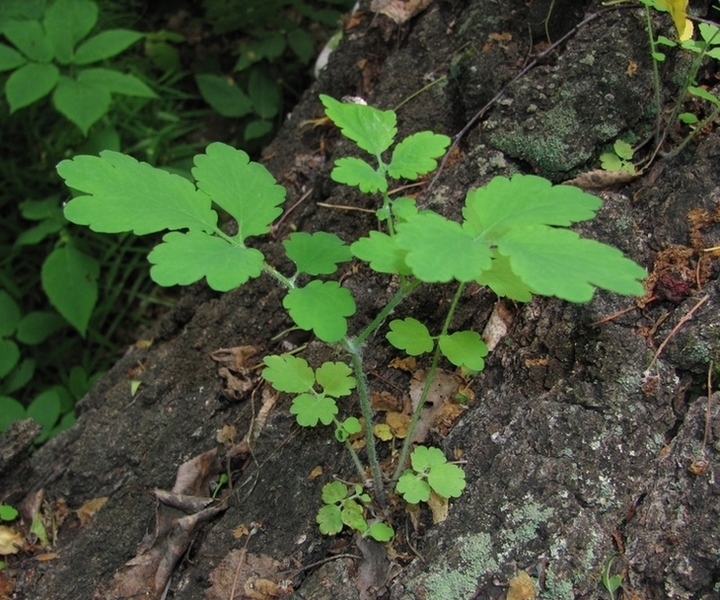 Image of Chelidonium majus specimen.