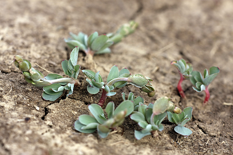 Изображение особи род Corydalis.
