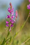 Polygala major