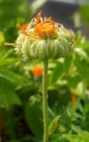 Calendula officinalis