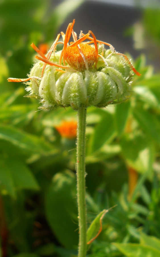 Image of Calendula officinalis specimen.