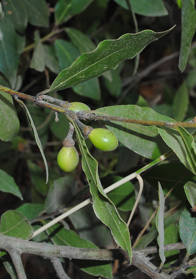 Image of Laurus nobilis specimen.