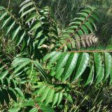 Ailanthus altissima