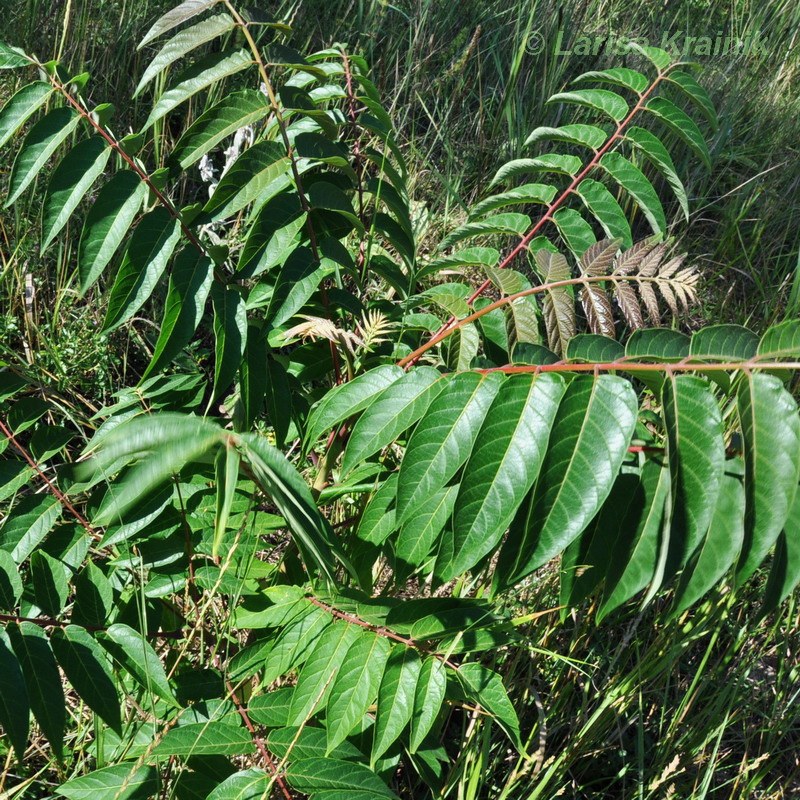 Изображение особи Ailanthus altissima.