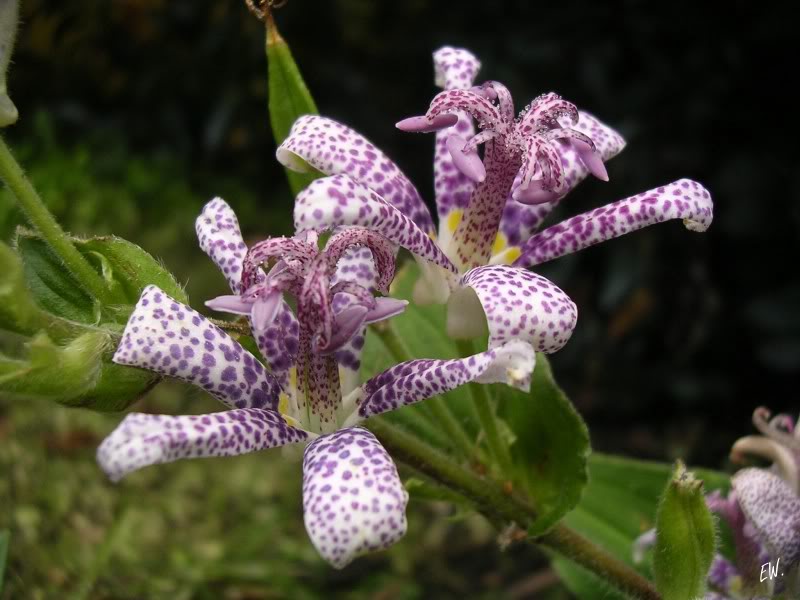Изображение особи Tricyrtis hirta.