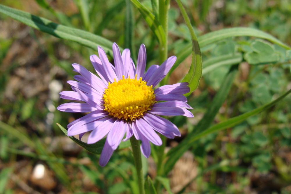 Изображение особи Aster alpinus.