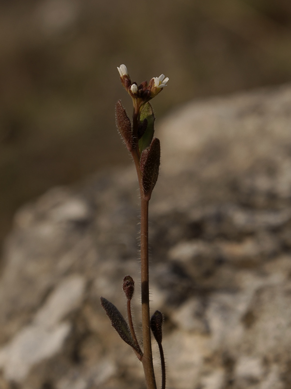 Изображение особи Arabidopsis thaliana.