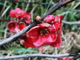 Chaenomeles japonica