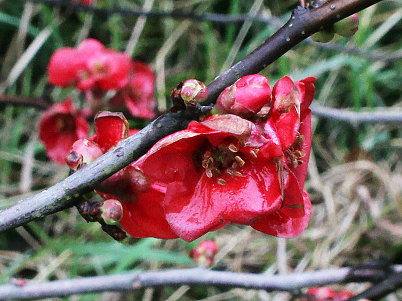 Изображение особи Chaenomeles japonica.