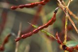 Image of taxon representative. Author is Леонид Непоменко