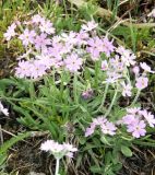 Primula longiscapa