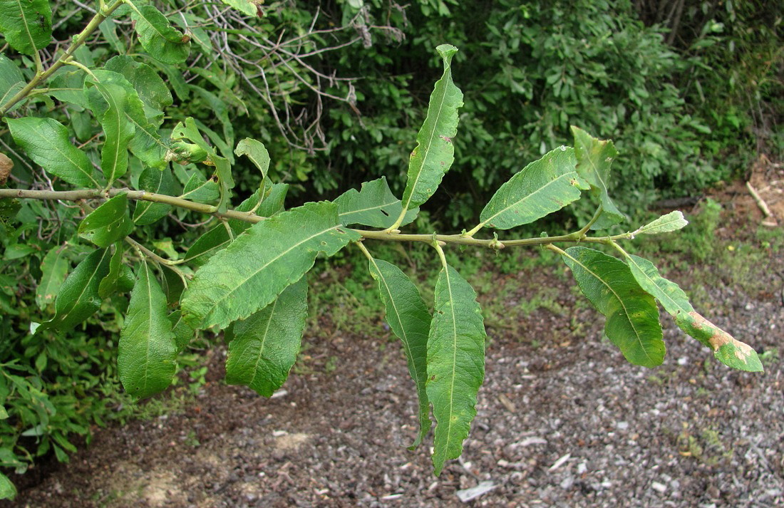 Изображение особи Salix cinerea.