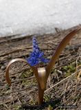 Scilla bifolia