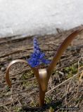 Scilla bifolia