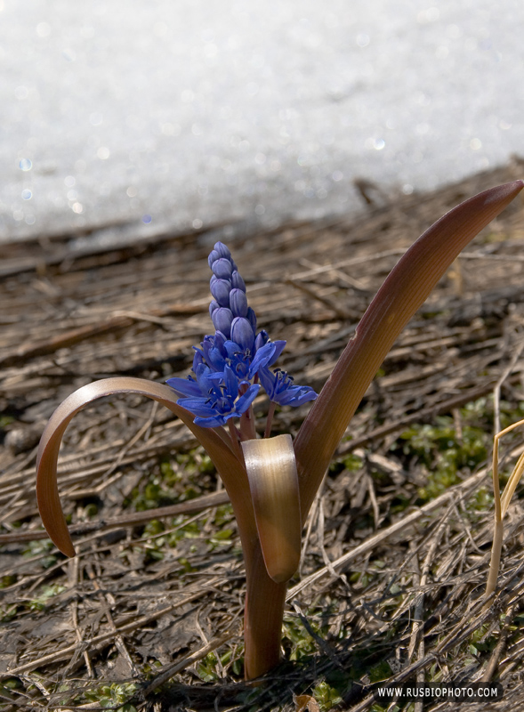 Изображение особи Scilla bifolia.