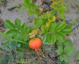 Rosa rugosa