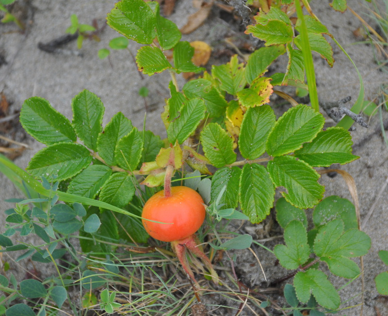 Изображение особи Rosa rugosa.