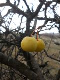 Malus sylvestris. Часть ветви с зрелыми плодами. Южный берег Крыма, Ай-Петринская яйла. 10 ноября 2012 г.