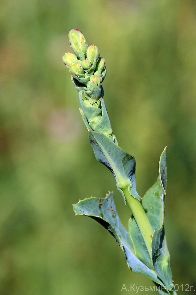 Изображение особи Lactuca serriola.