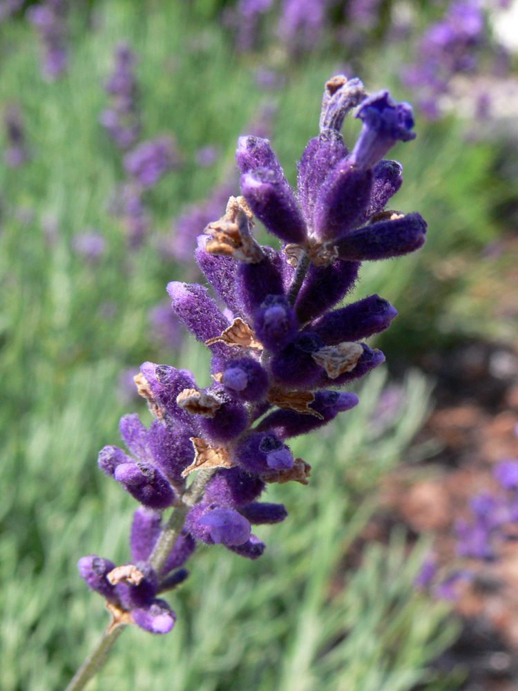 Image of Lavandula angustifolia specimen.