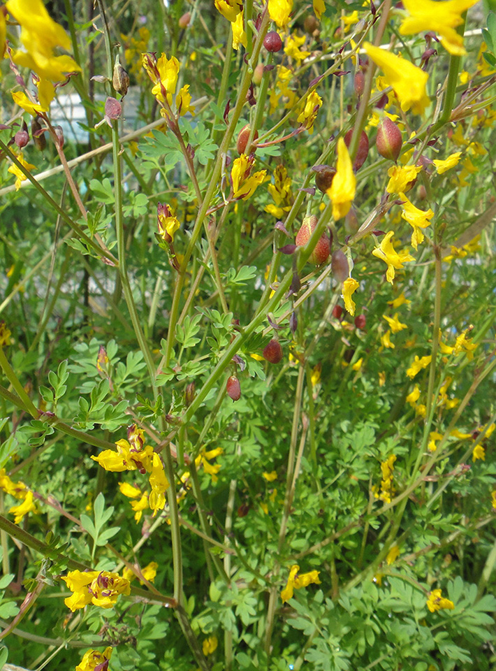 Изображение особи Corydalis sibirica.