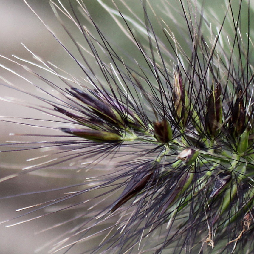 Image of Pennisetum alopecuroides specimen.