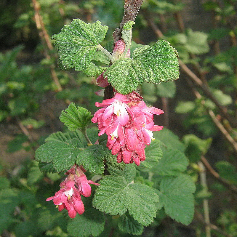 Image of Ribes sanguineum specimen.