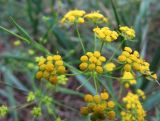 Bupleurum scorzonerifolium. Соцветие. Иркутская обл., о. Ольхон, пос. Хужир, лужайка за огородом. 25.07.2012.