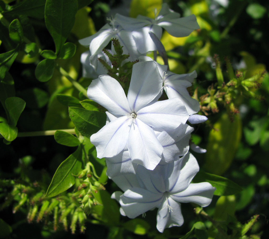 Image of Plumbago auriculata specimen.