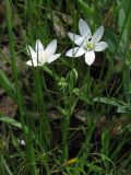 Ornithogalum kochii