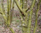 Sorbus aucuparia. Скелетные ветви многоствольного дерева. Германия, г. Кемпен, в шумозащитной полосе. 28.03.2013.