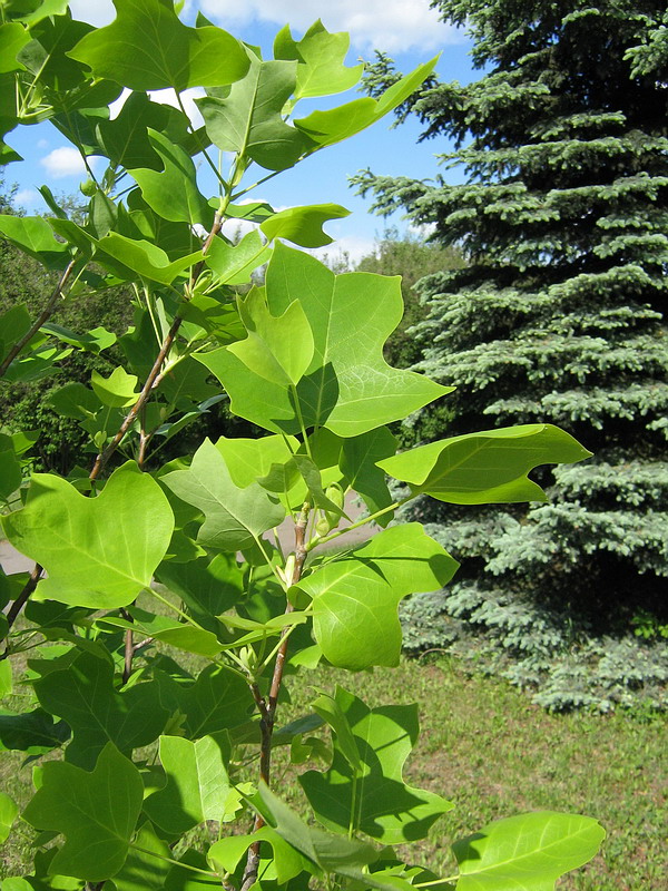 Image of Liriodendron tulipifera specimen.