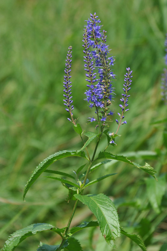 Изображение особи Veronica longifolia.