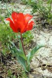 Tulipa greigii. Цветущее растение. Узбекистан, Ташкентская обл., окр. г. Газалкент. 20.04.2013.