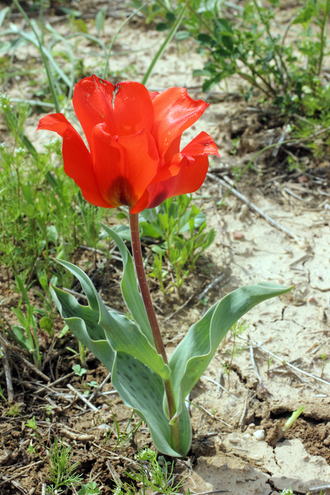 Изображение особи Tulipa greigii.