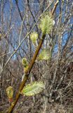 Salix phylicifolia