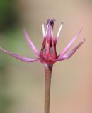 Allium subspecies henrikii