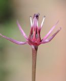 Allium karataviense ssp. henrikii