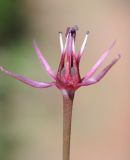 Allium подвид henrikii