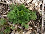 Anthriscus sylvestris variety nemorosa. Развивающиеся молодые побеги. Камчатский край, Усть-Большерецкий р-н, в 16 км на Ю-В от пос. Апачи, Апачинские термальные источники. 09.05.2013.
