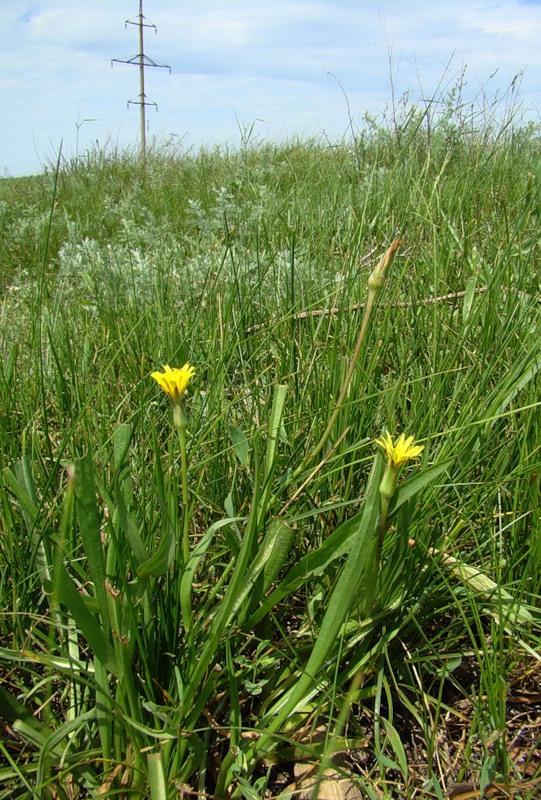 Image of Scorzonera parviflora specimen.