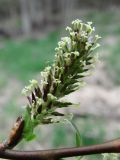 Salix myrsinifolia