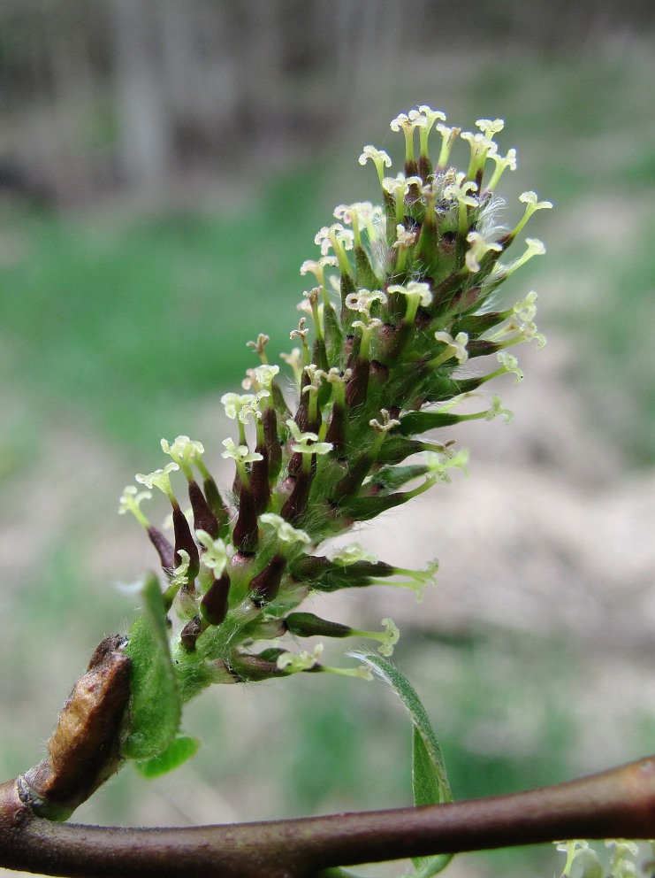 Image of Salix myrsinifolia specimen.