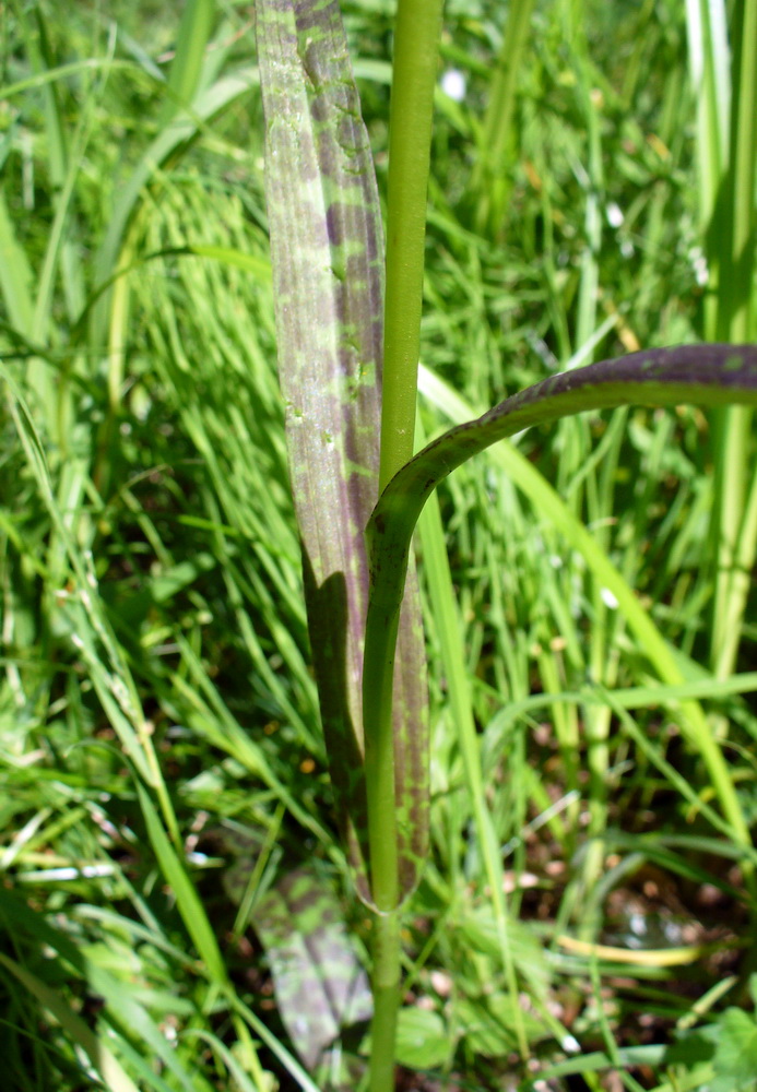 Image of Dactylorhiza fuchsii specimen.