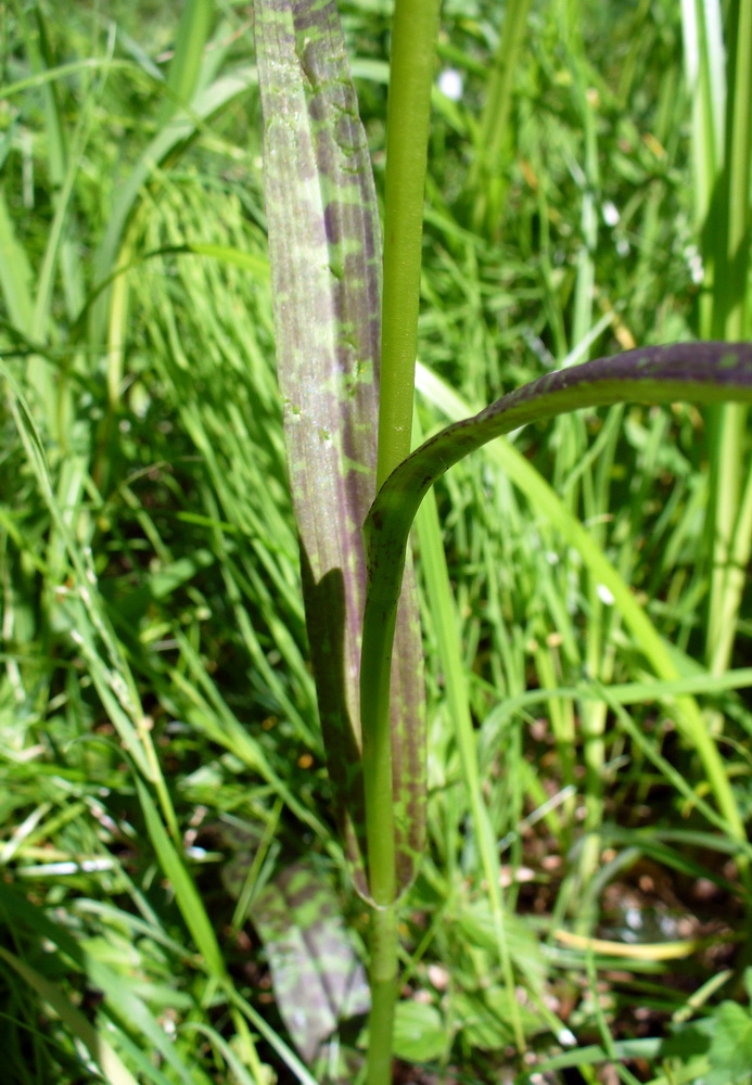 Изображение особи Dactylorhiza fuchsii.