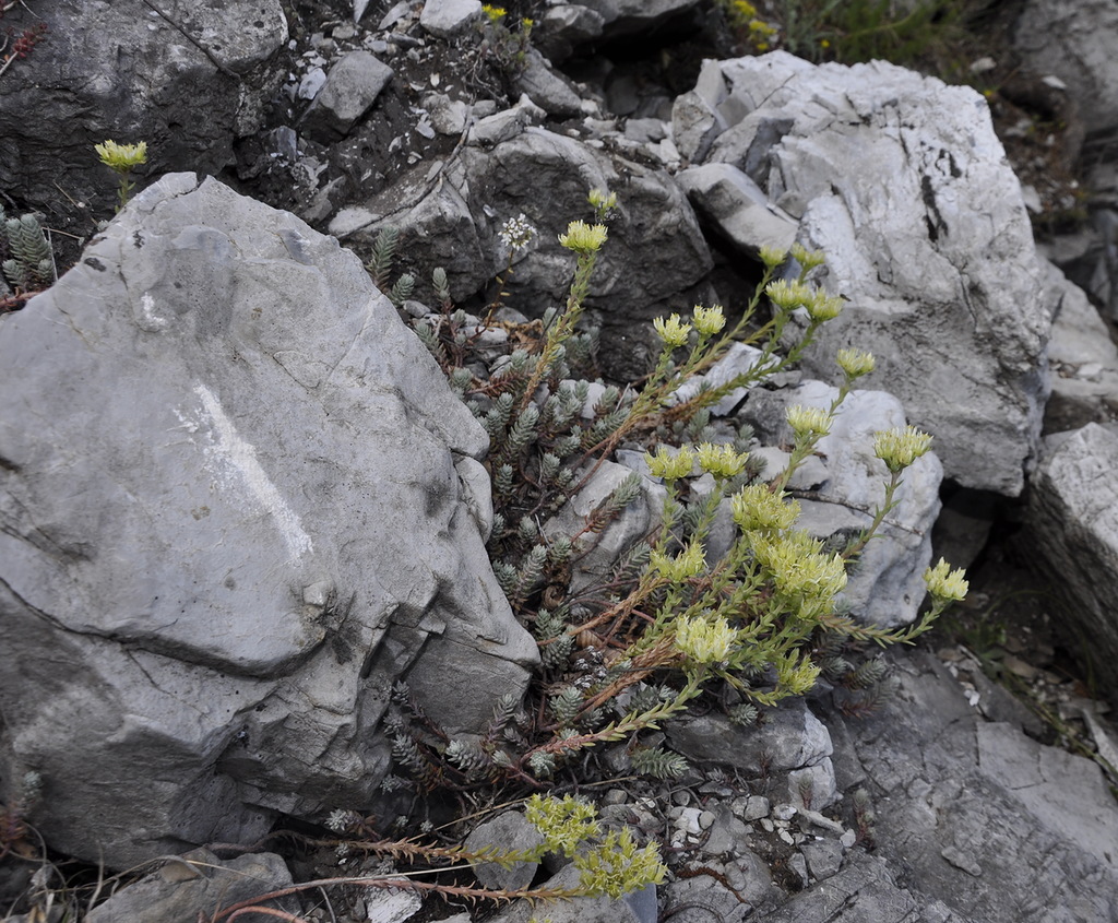 Изображение особи Sedum ochroleucum.