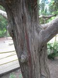 Juniperus drupacea. Часть ствола. Крым, Ялта, парк Министерства обороны, в культуре. 4 июля 2013 г.