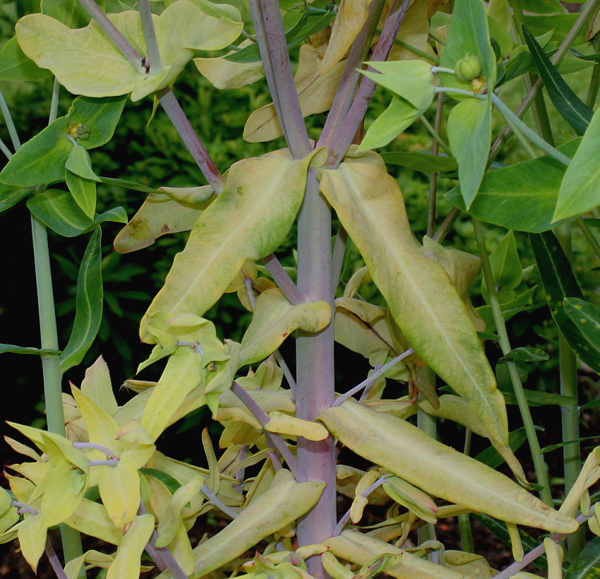 Image of Euphorbia lathyris specimen.