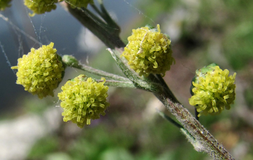 Изображение особи Artemisia tanacetifolia.